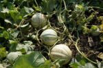 Growing melons in the UK! How to guide