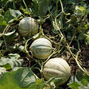 Growing melons in the UK! How to guide