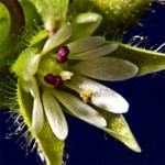 Wild edible weeds