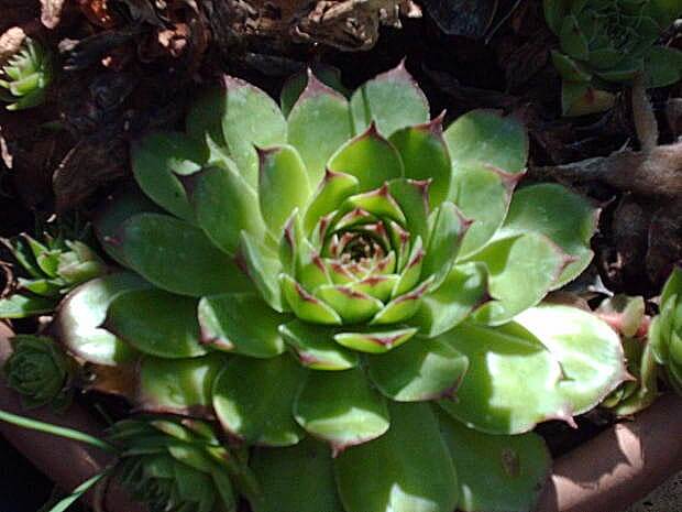 Sempervivum - House Leek