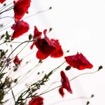 British wild flowers