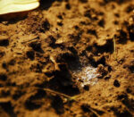 Warming soil – The hot-bed method