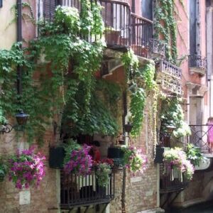 Hanging baskets from seed