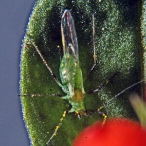 Natural pest control - An aphid attacker