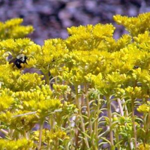Sedums – low maintenance plants
