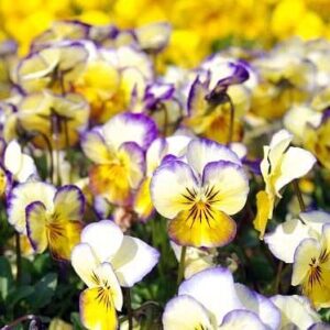 Long flowering garden plants