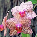 Looking after Orchids