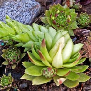 Top 20 Rockery Plants to Transform Your Rock Garden