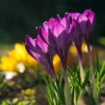 Winter container plants