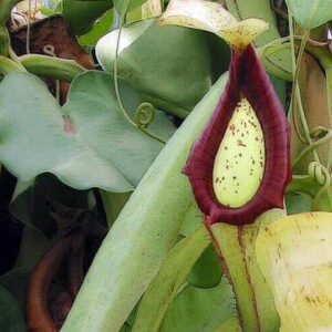 Looking after a Pitcher plant