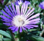 Cool blues – flower garden