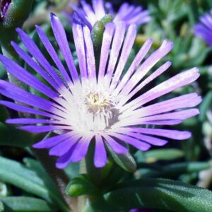 Cool blues – flower garden