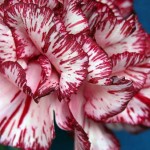 Fragrant flower garden – sweet scented collection