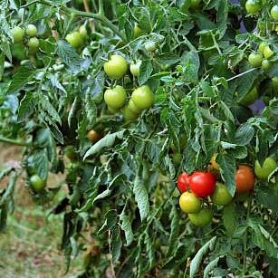 Prevent tomato blight
