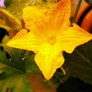 Growing Courgettes