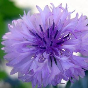 15 [Easy to grow] flowers