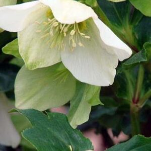 Growing Helleborus from seed