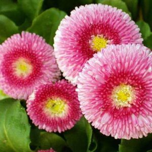 Flowers to sow in July - Bellis