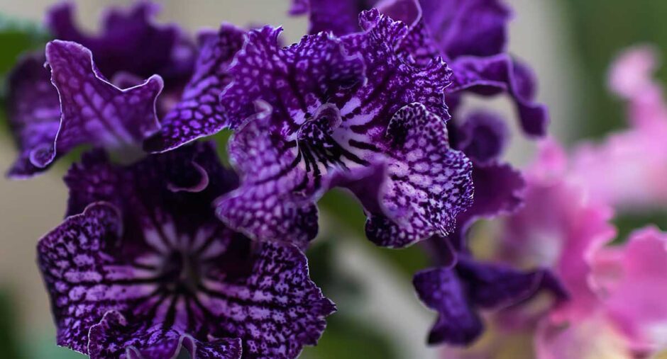Streptocarpus - Cape Primrose