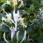 Winter flowering climbers
