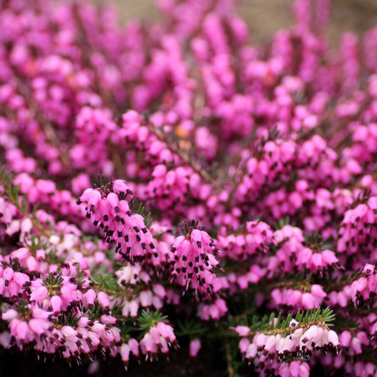 Frost Hardy Winter Garden Colour Bedding Plants & Flowers