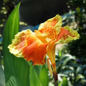 Propagating Canna Lily Seeds | A Guide to How & When to Sow Canna Seeds in the UK