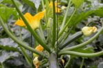 Climbing Courgette: Maximising Small Gardens with Vertical Zucchini Cultivation