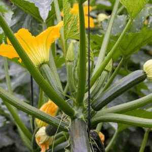 Climbing Courgette: Maximising Small Gardens with Vertical Zucchini Cultivation