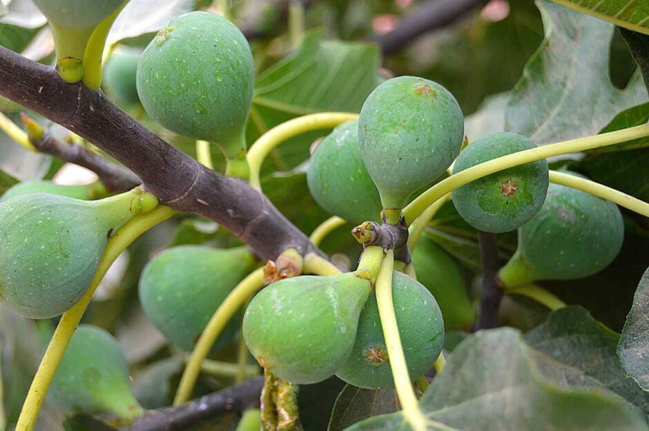 Growing hardy figs in the UK