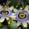 Looking after Passion flower - Passiflora