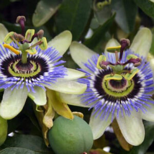 Looking after your Passion Flower