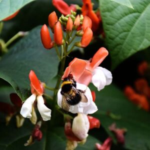 Growing Runner Beans – Growing in Pots, Harvesting & More!
