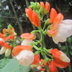 Growing vegetables in a small garden: Small Space, Big Harvest: Expert Tips in Compact Areas