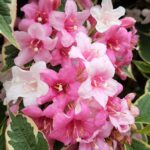 When to prune Weigela for more flowers