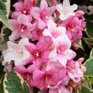 When to prune Weigela for more flowers