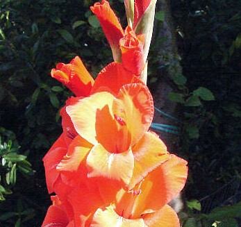 Storing gladioli