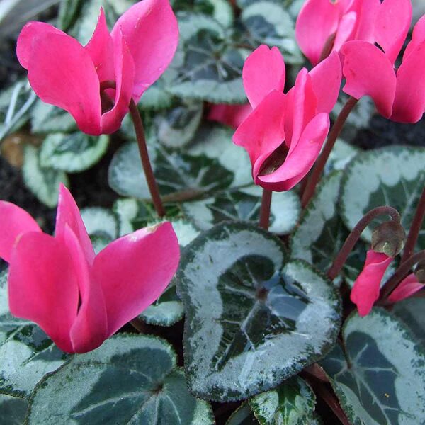Hardy Tropical Plants (UK) Top 15 Tough Exotic Plants for Garden