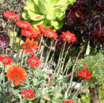 Deadheading flowers – More buds, more blooms