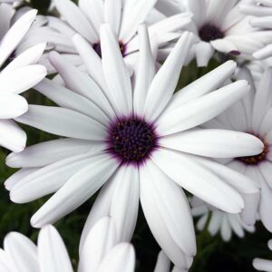 Osteospermum - a hardy coastal favourite