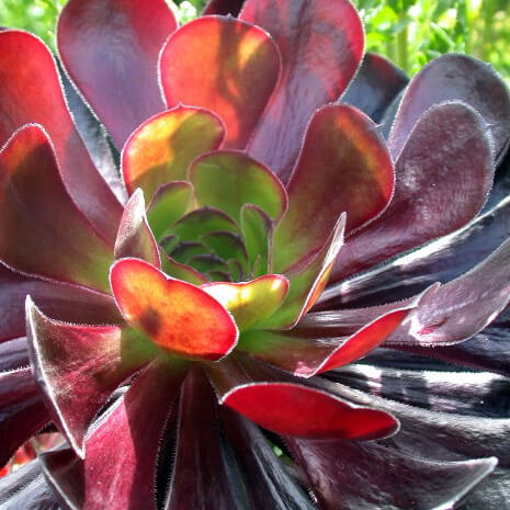 Aeonium