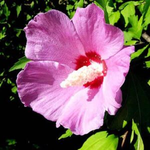 Hardy Hibiscus for the UK garden!