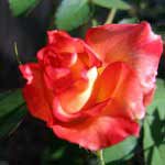 How & When to Prune Roses?
