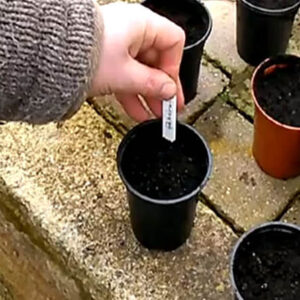 Sowing seeds – A beginner’s guide