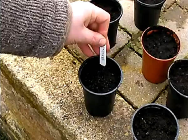 Sowing seeds - a beginners guide