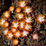 Delosperma (Ice Plant) – the perfect resident for a dry sunny spot