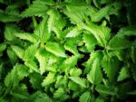 Nettle feed – free organic fertiliser [how to guide]