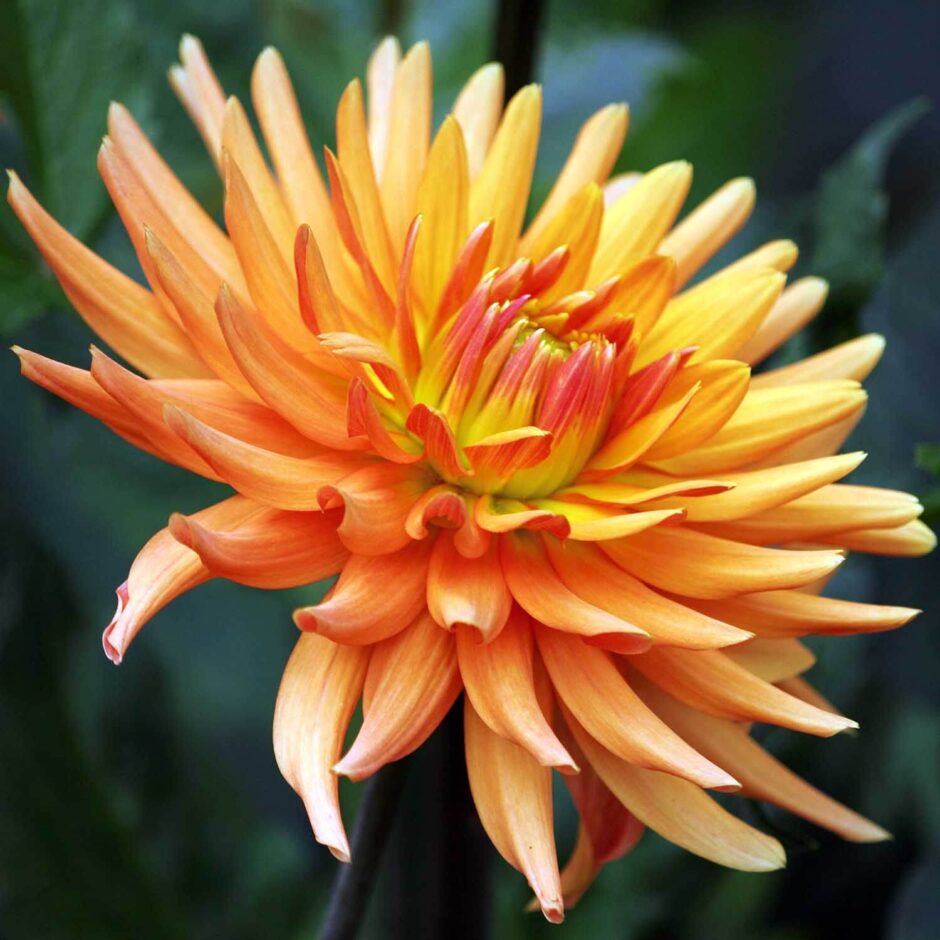 Edible Dahlia