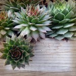 Non-Toxic Plants for Baby & Family – What You Need to Know Now