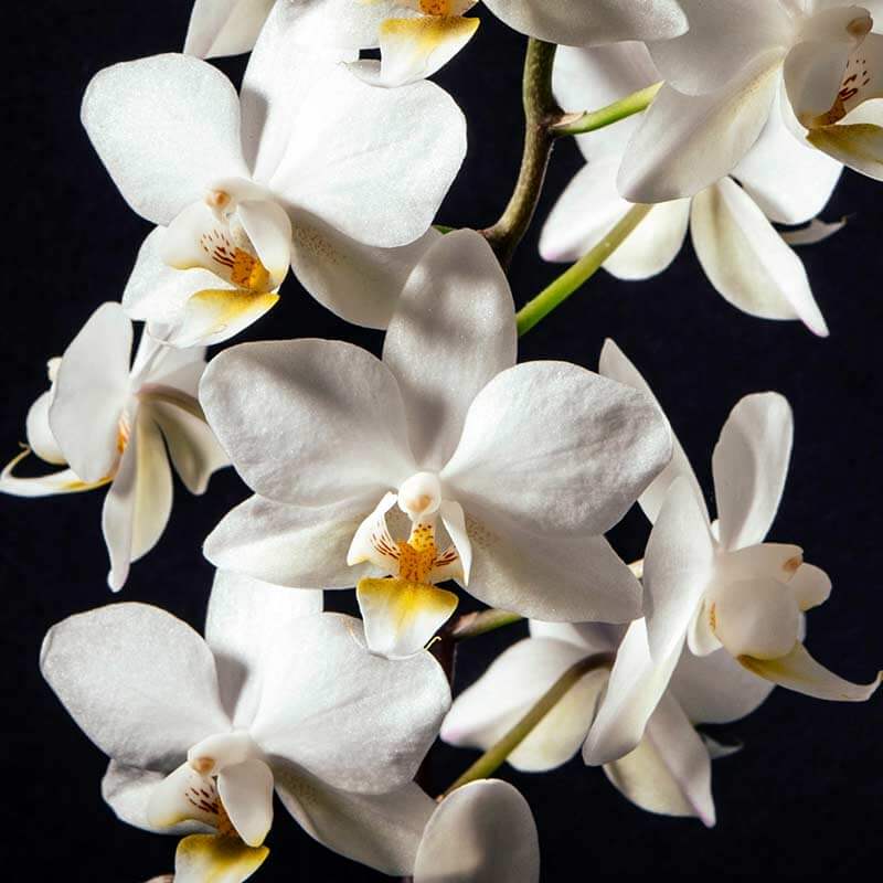 Caring for your orchid