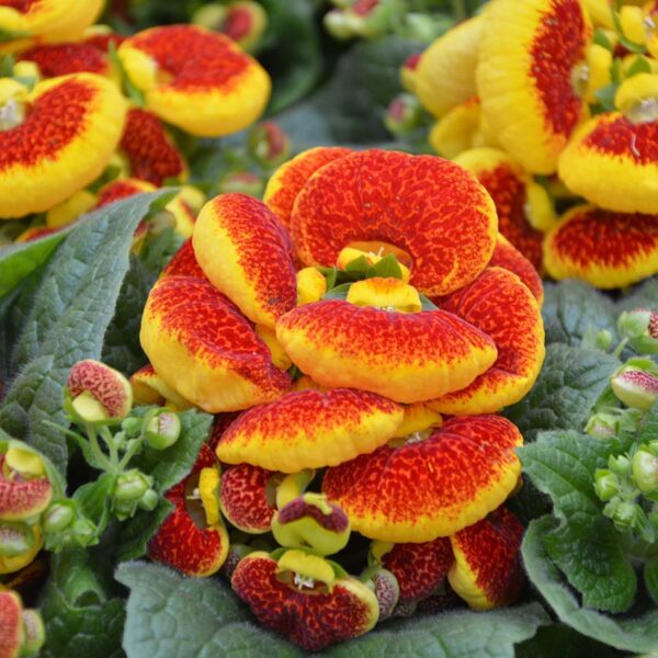 Hanging Baskets in Shade Trailing plants for a dark patch in the Garden!